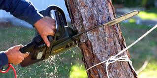 Professional Tree Services in Grandview, WA