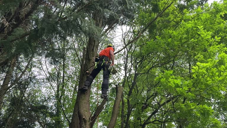 How Our Tree Care Process Works  in  Grandview, WA