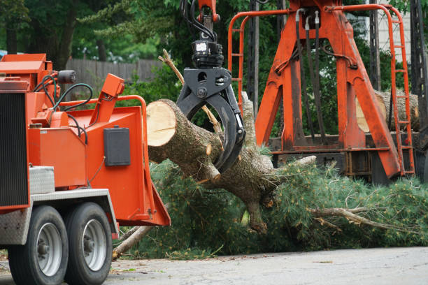 Seasonal Cleanup (Spring/Fall) in Grandview, WA